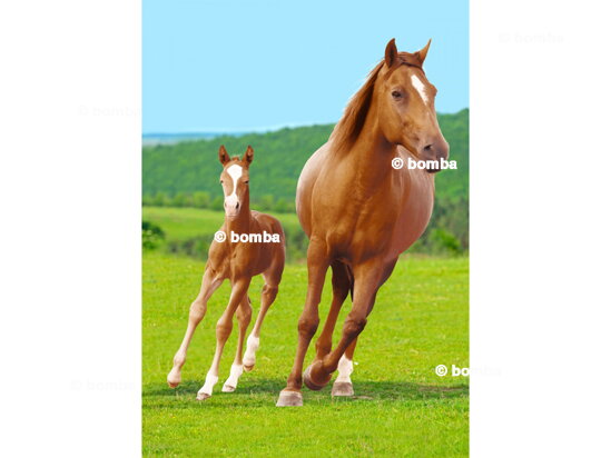 Kinderdecke mit Pferd und Fohlen
